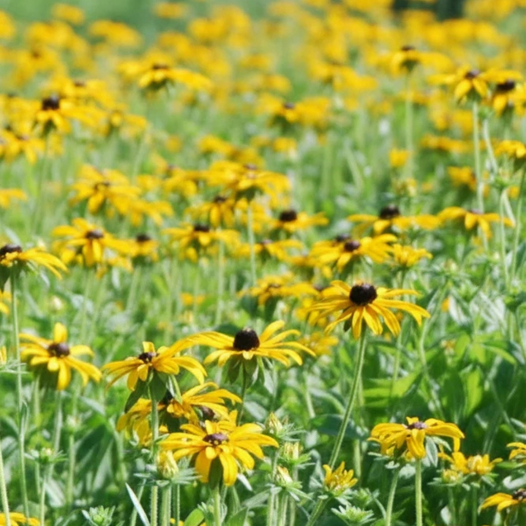 Deam's Black-Eyed Susan in landscape