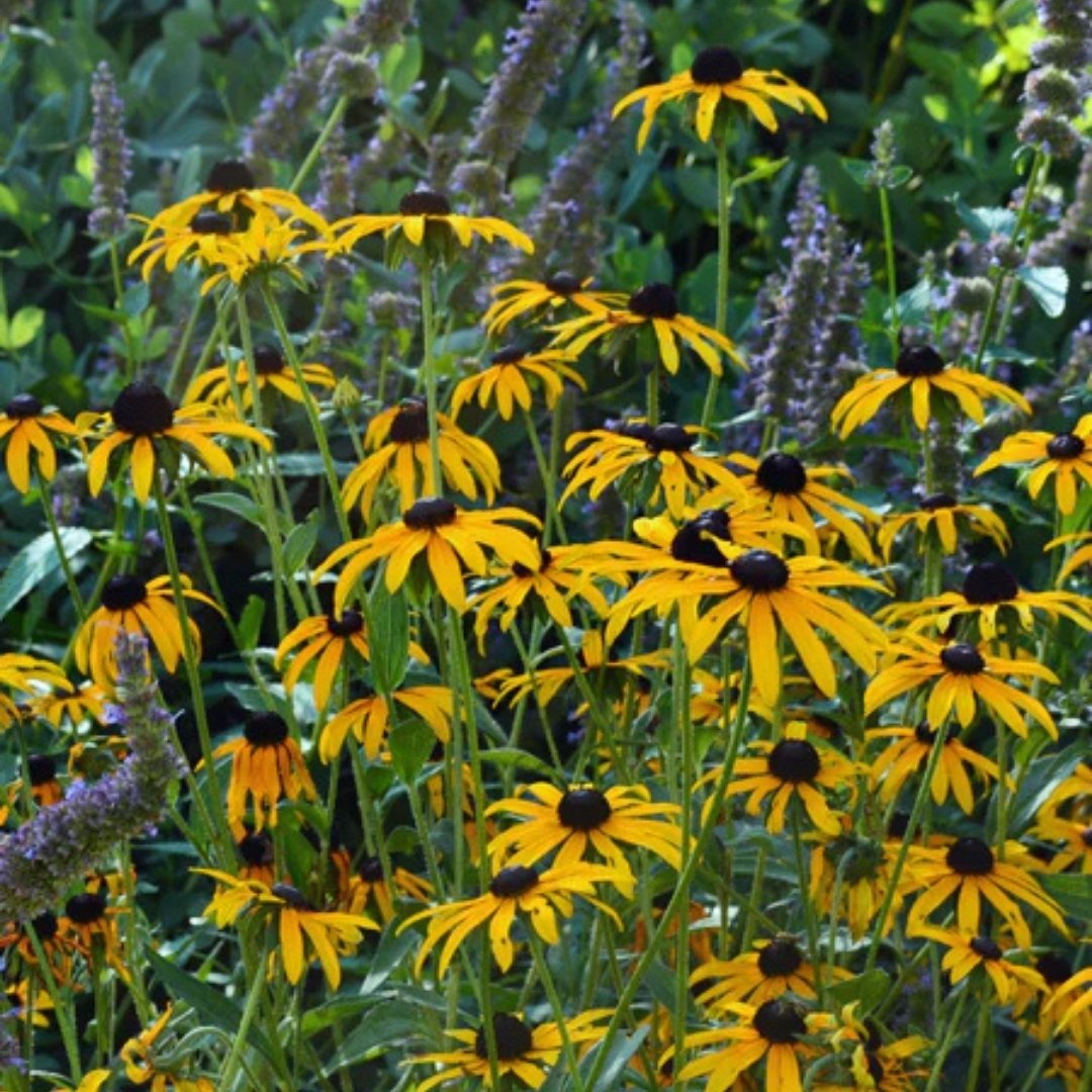 Deam's Black-Eyed Susan in landscape
