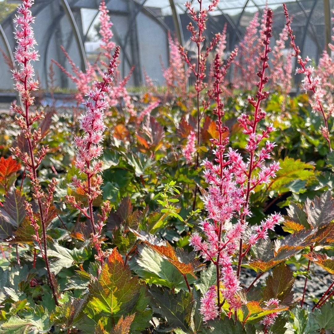 Delft Lace False Spirea up close