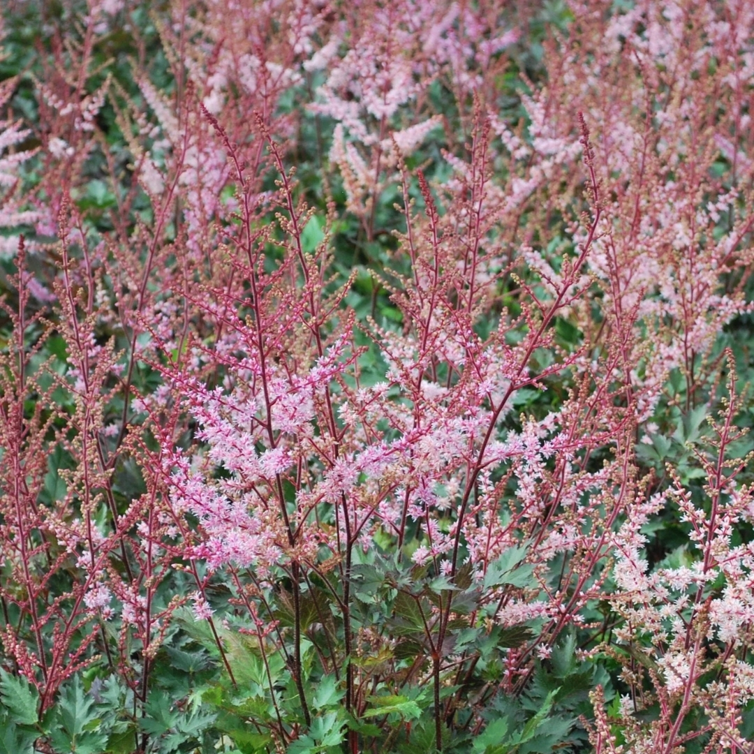 Delft Lace False Spirea close up