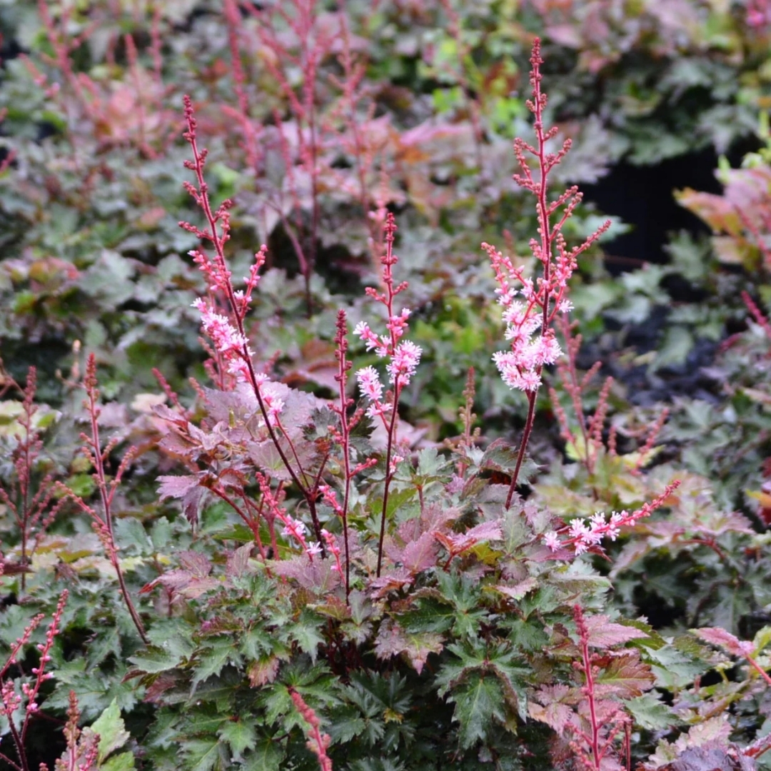 Delft Lace False Spirea blooming