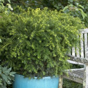 Dense Spreading Yew