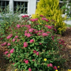 Double Play Doozie Spirea