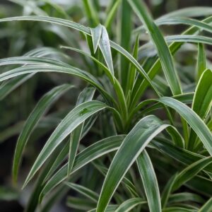 Dracaena Anita Character