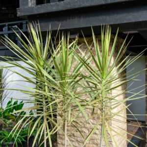 Dracaena Marginata Kiwi