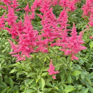 Drum And Bass Pink False Spirea