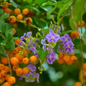 Duranta Bush