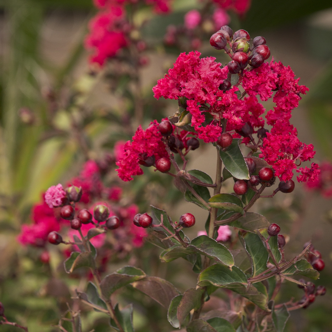 Dynamite Crape Myrtle buds and blooms up close