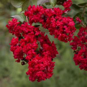 Dynamite Crape Myrtle