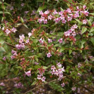 Edward Goucher Abelia