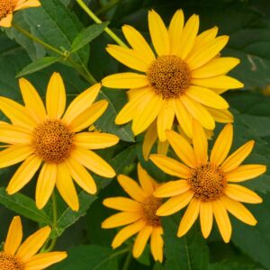 False Sunflower