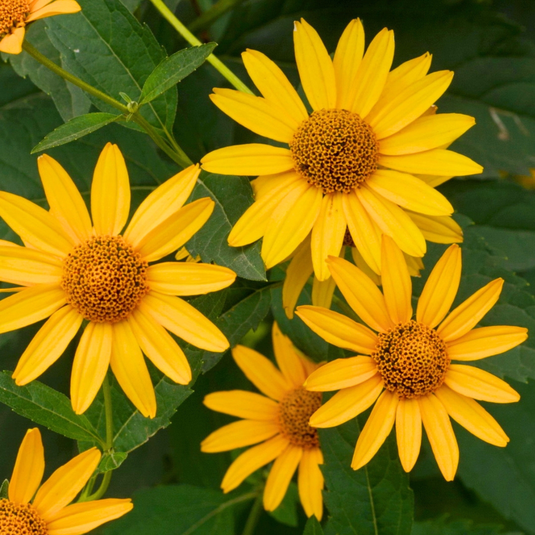 False Sunflower
