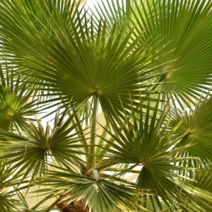 Chinese Fan Palm