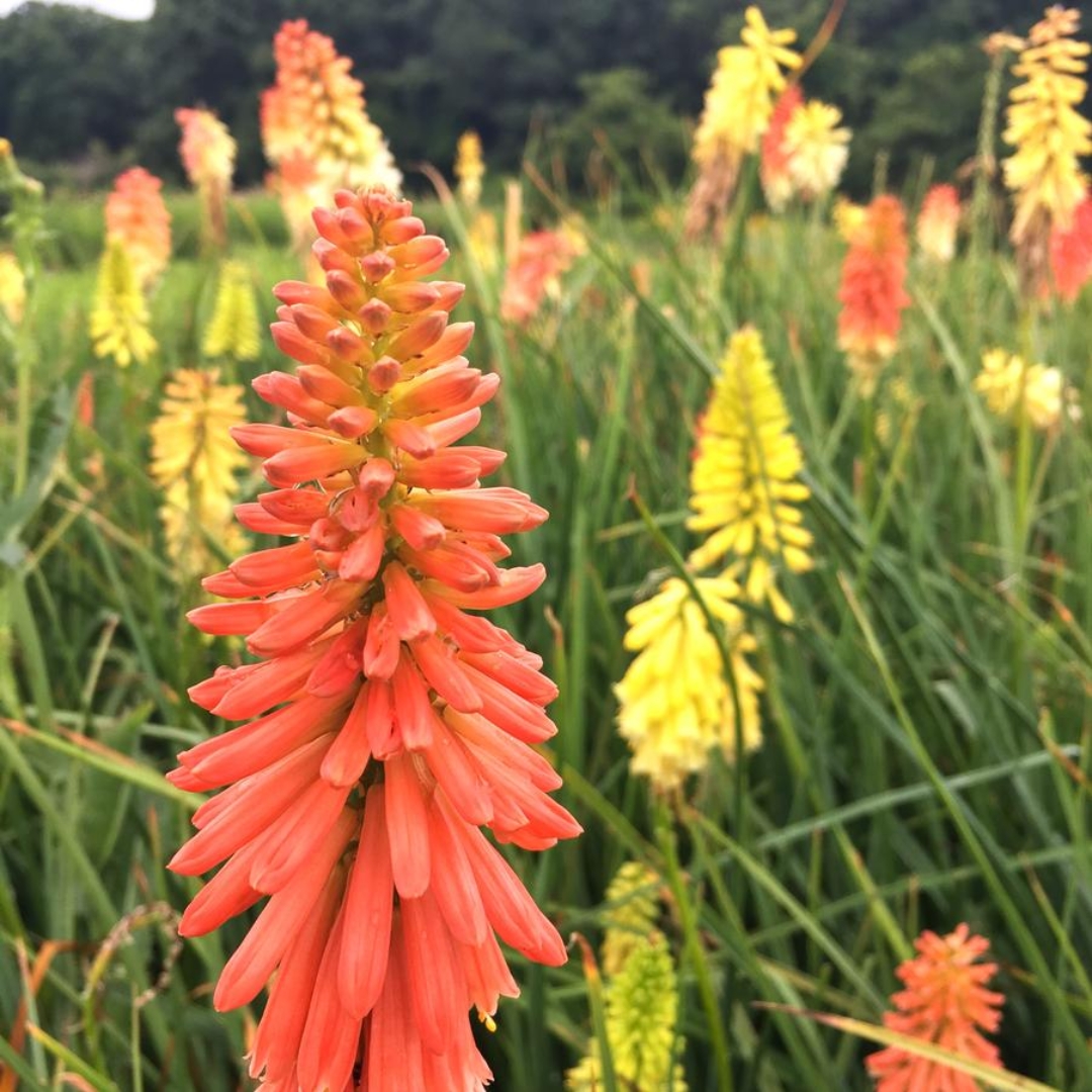 Flamenco Red Hot Poker flower clusters