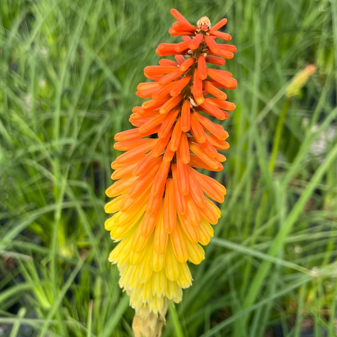 Flamenco Red Hot Poker orange and yellow blooms