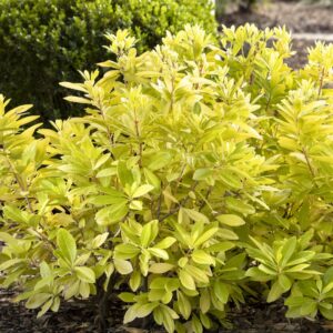 Florida Sunshine Anise