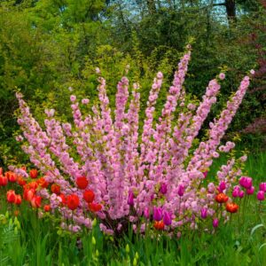 Flowering Almond