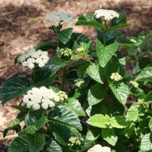 Glitters & Glows Viburnum