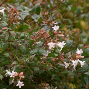 Glossy Abelia