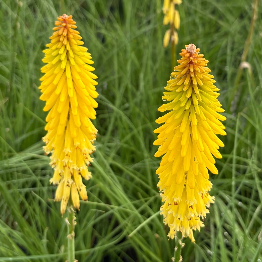Glowstick Red Hot Poker double flowers