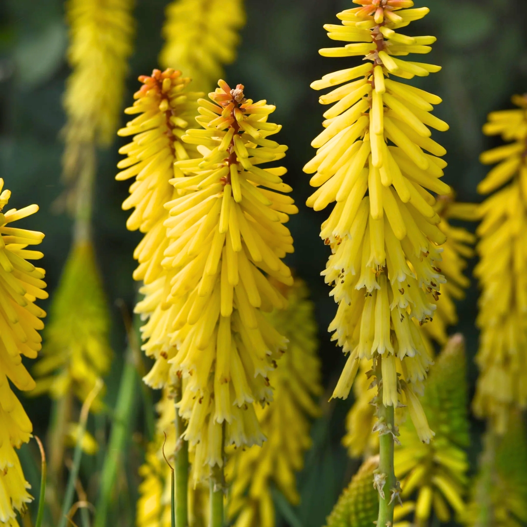 Glowstick Red Hot Poker cluster of blooms