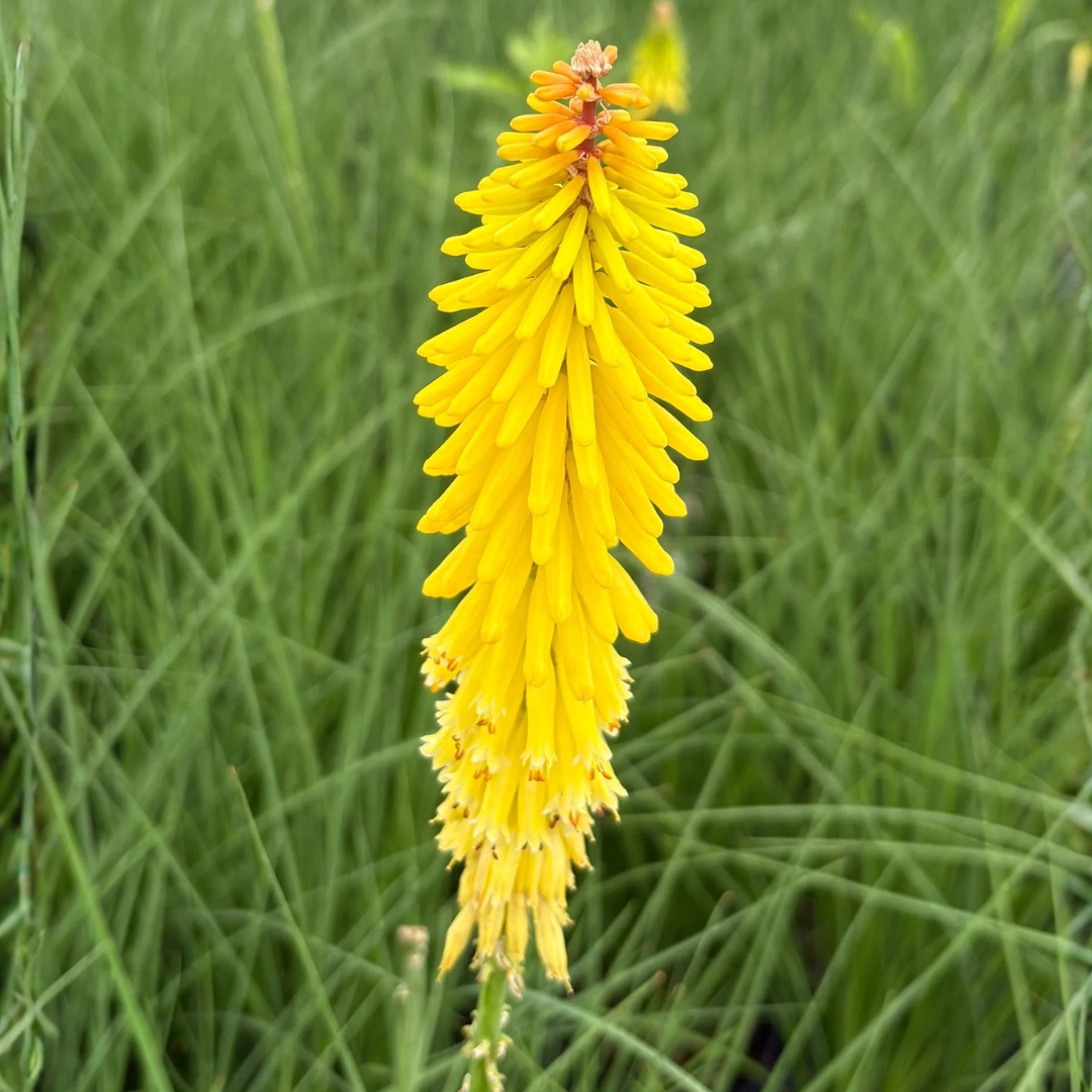 Glowstick Red Hot Poker