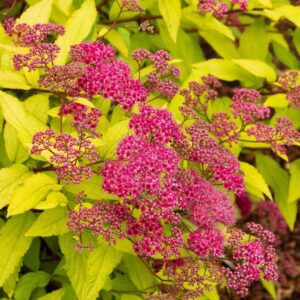 Gold Flame Spirea