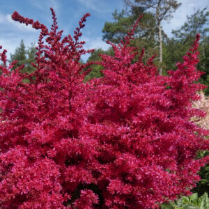 Heavy Metal False Spirea