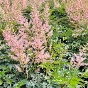 Hennie Graafland Pink False Spirea