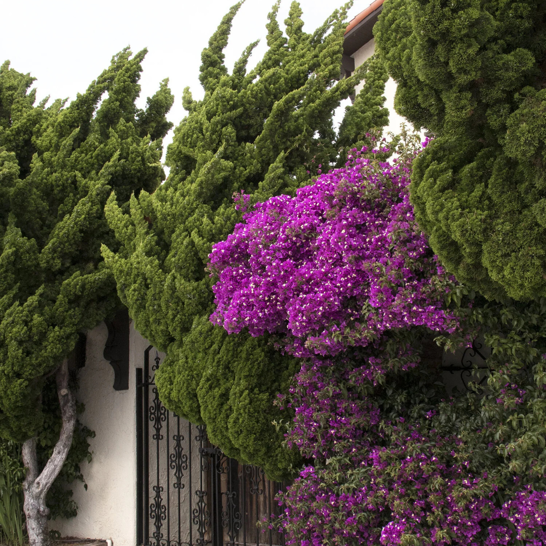 Hollywood Juniper established tree in landscape