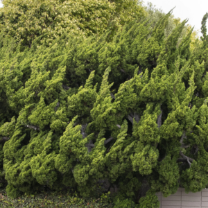 Hollywood Juniper