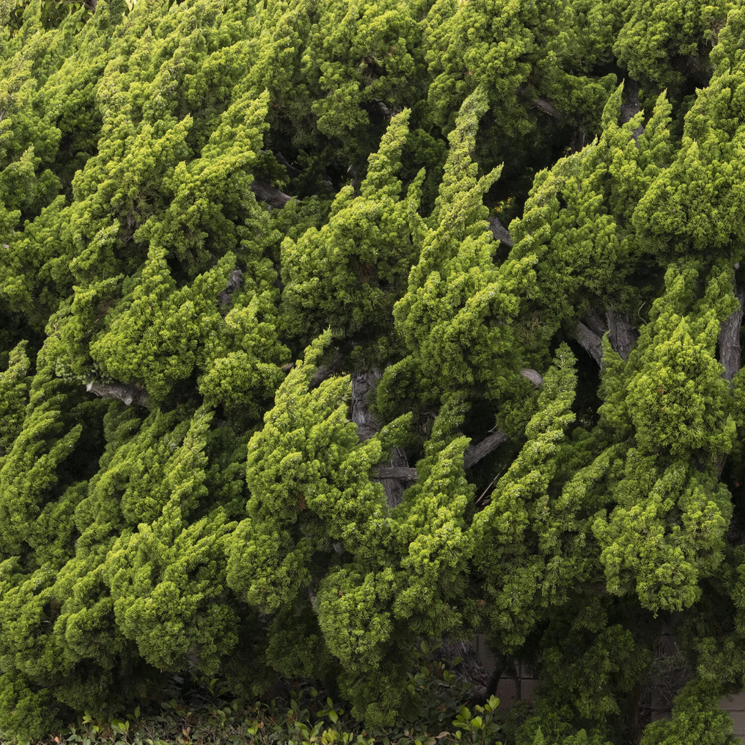 Hollywood Juniper - Image 3