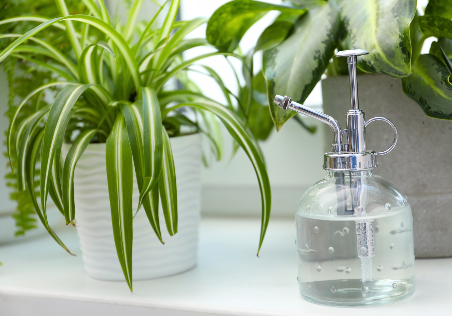 How To Treat & Prevent Houseplant Pests