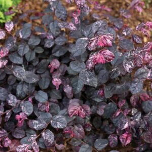Jazz Hands Variegated Loropetalum