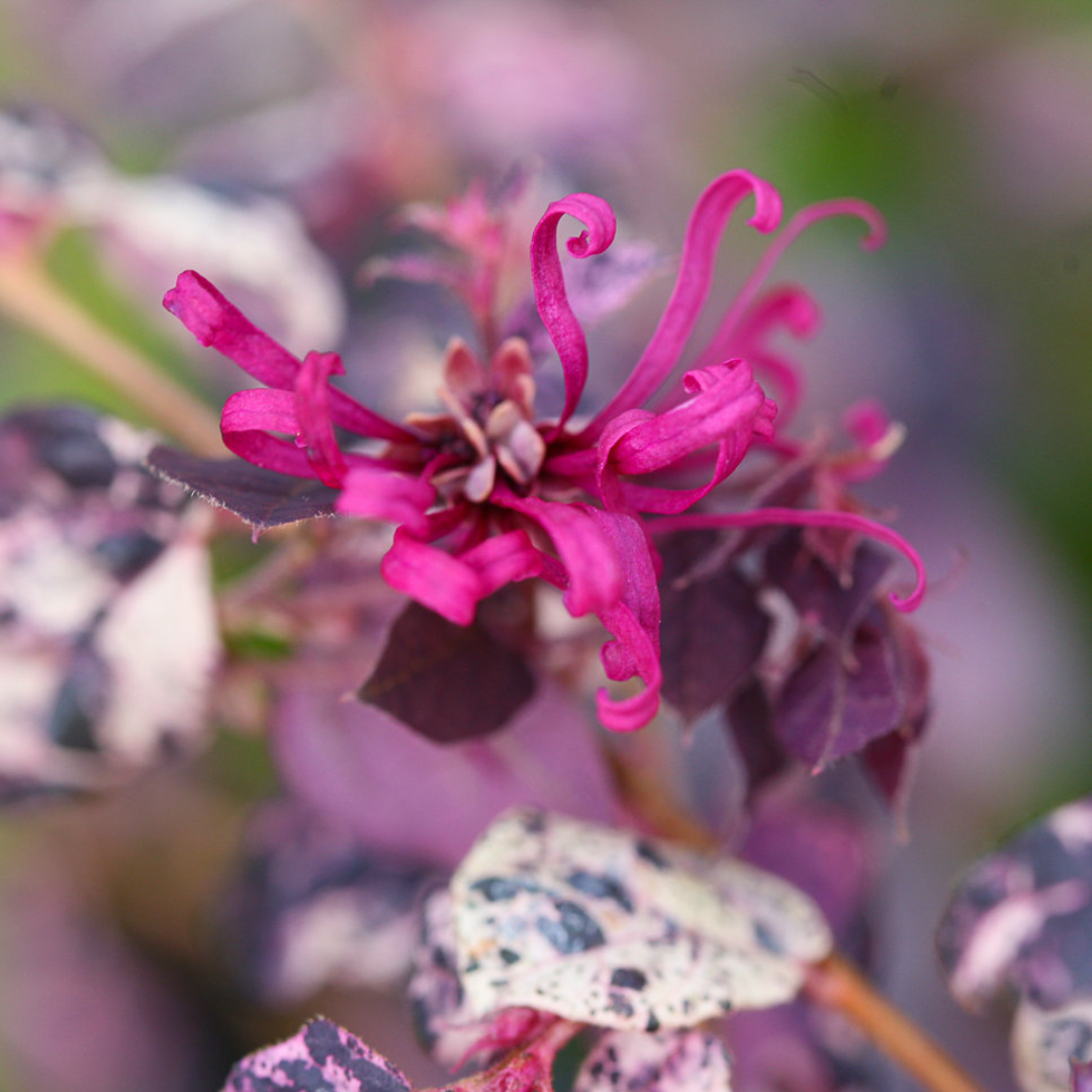 Jazz Hands Variegated Loropetalum flower up close