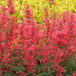 Kudos Coral Hummingbird Mint