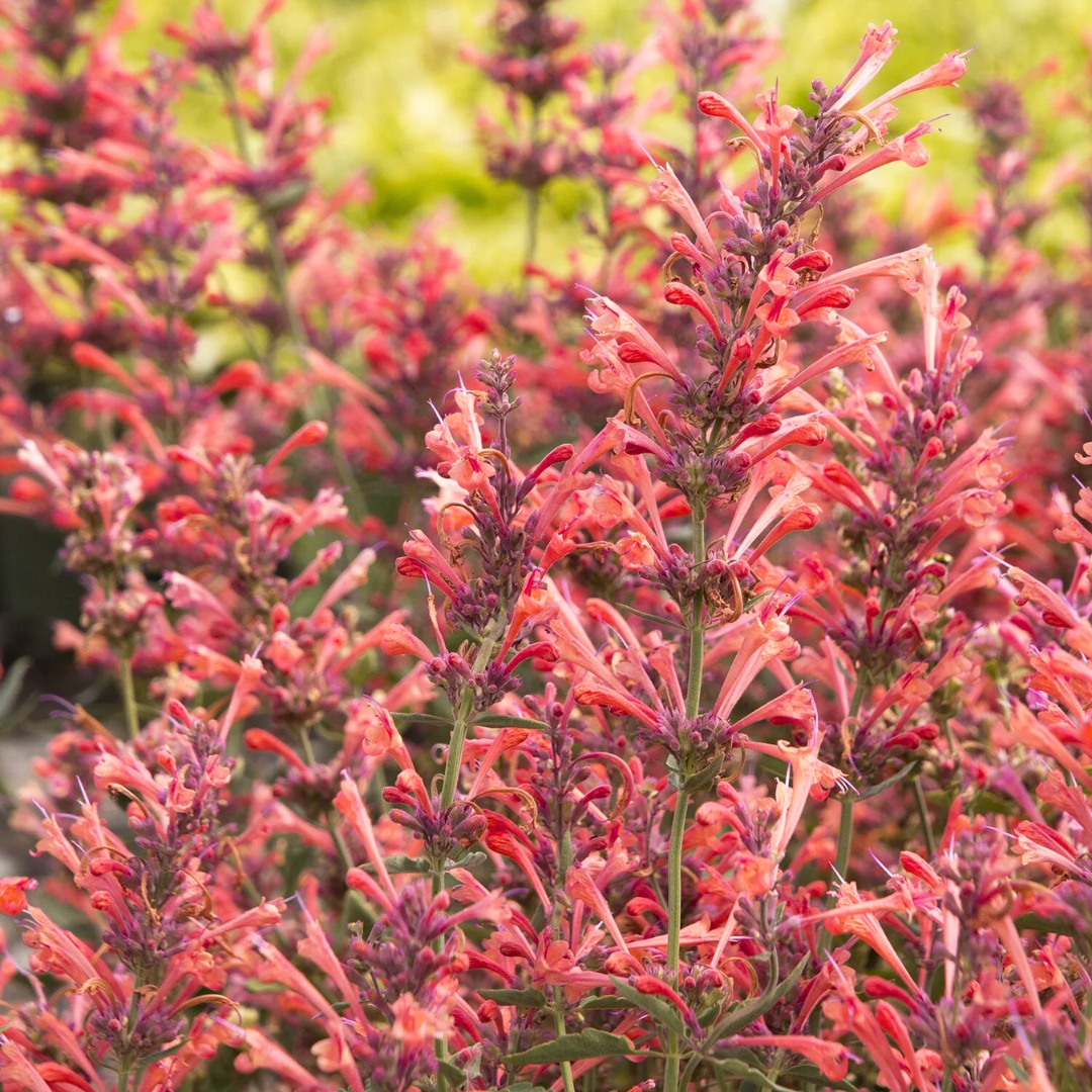 Kudos Coral Hummingbird Mint in a cluster