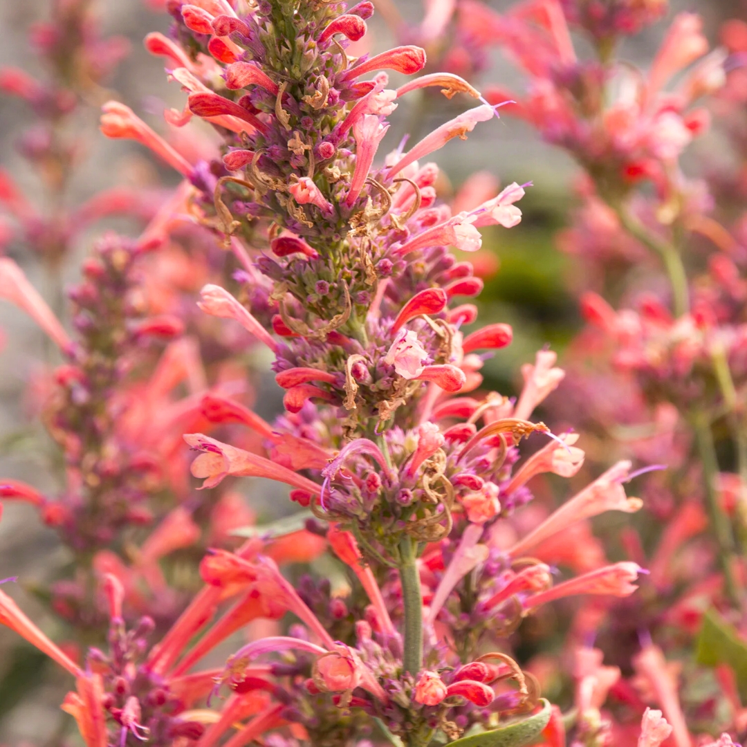 Kudos Coral Hummingbird Mint blooms up close