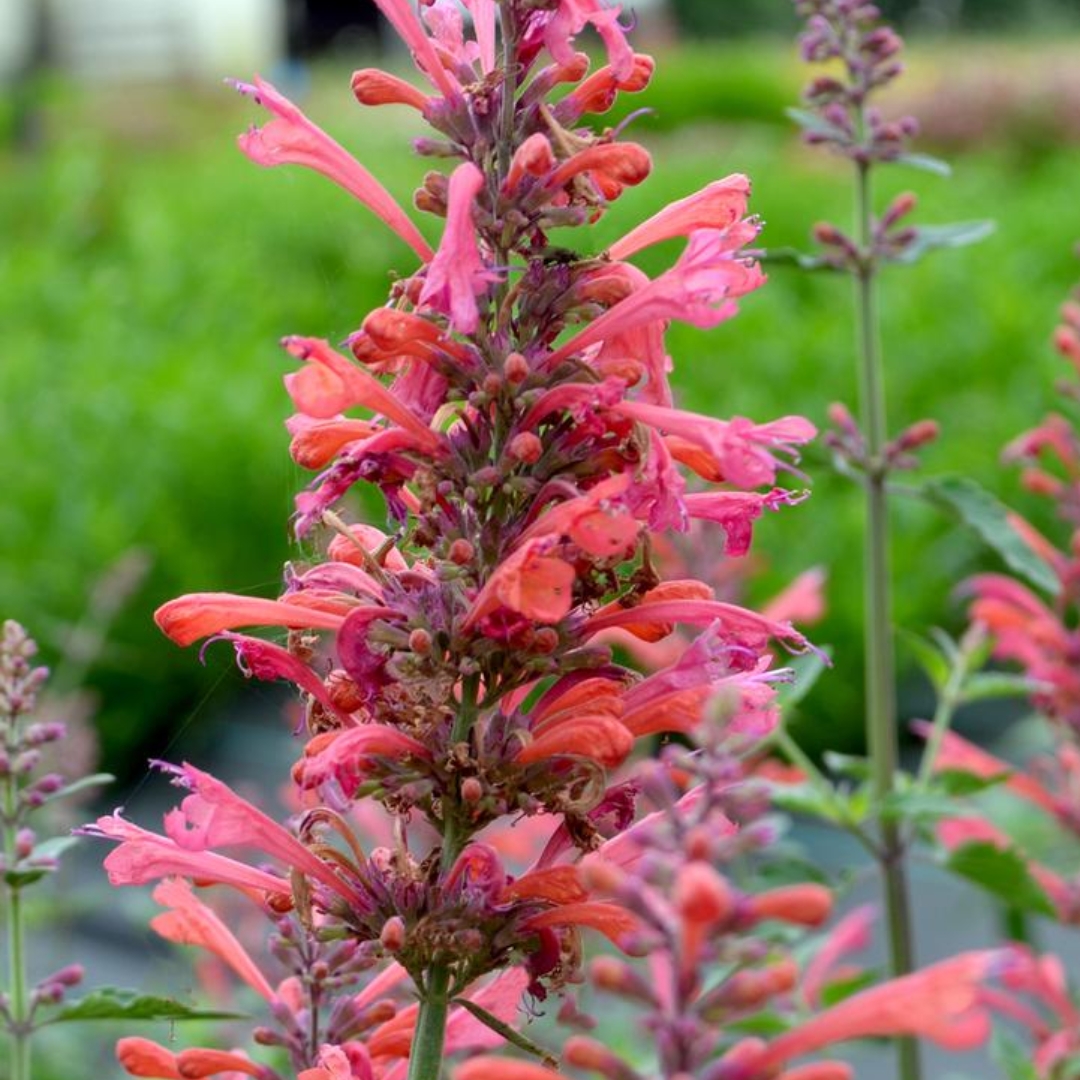 Kudos Coral Hummingbird Mint coral blooms