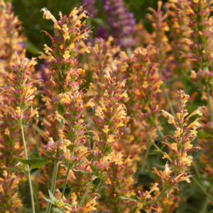 Kudos Gold Hummingbird Mint