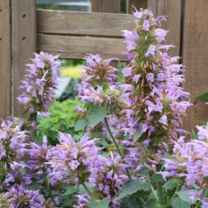 Kudos Silver Blue Hummingbird Mint