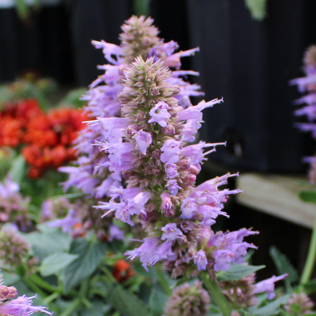 Kudos Silver Blue Hummingbird Mint in bloom