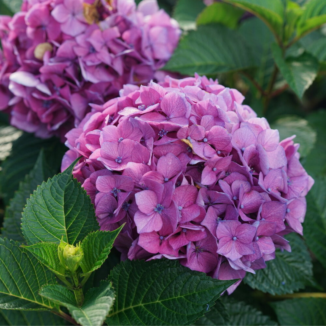Let's Dance Lovable Hydrangea - Image 2