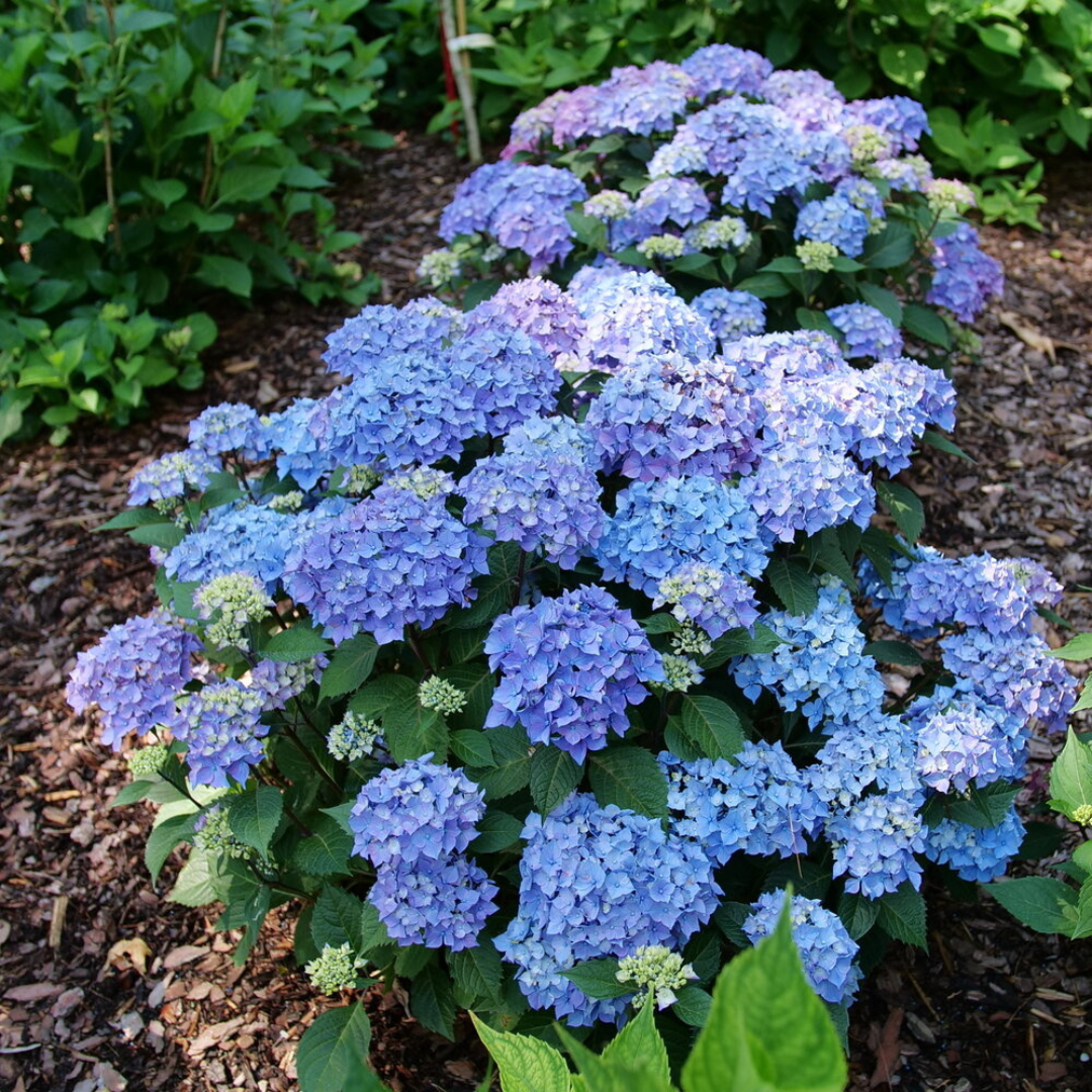 Let's Dance Lovable Hydrangea shrub in landscape