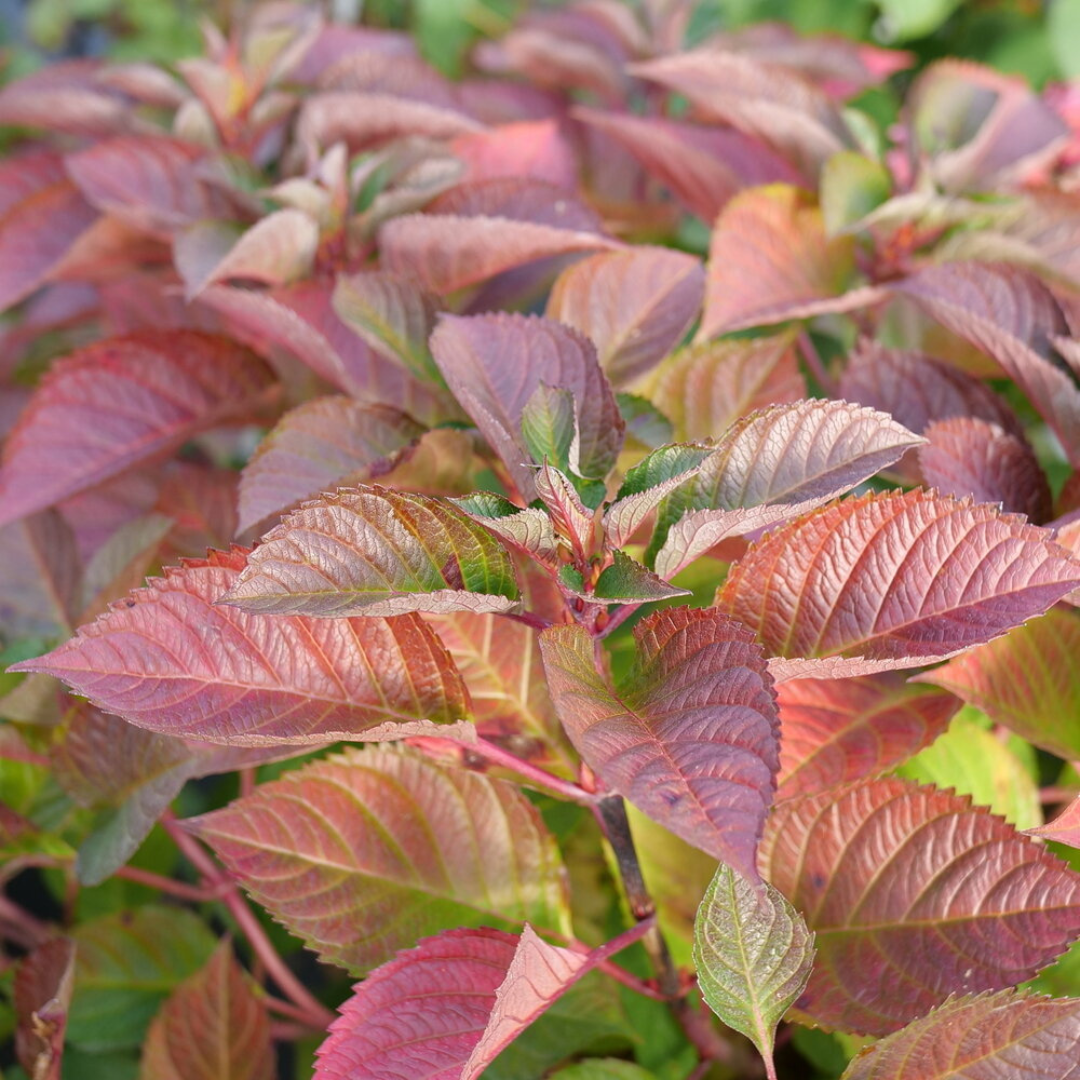 Let's Dance Lovable Hydrangea fall foliage