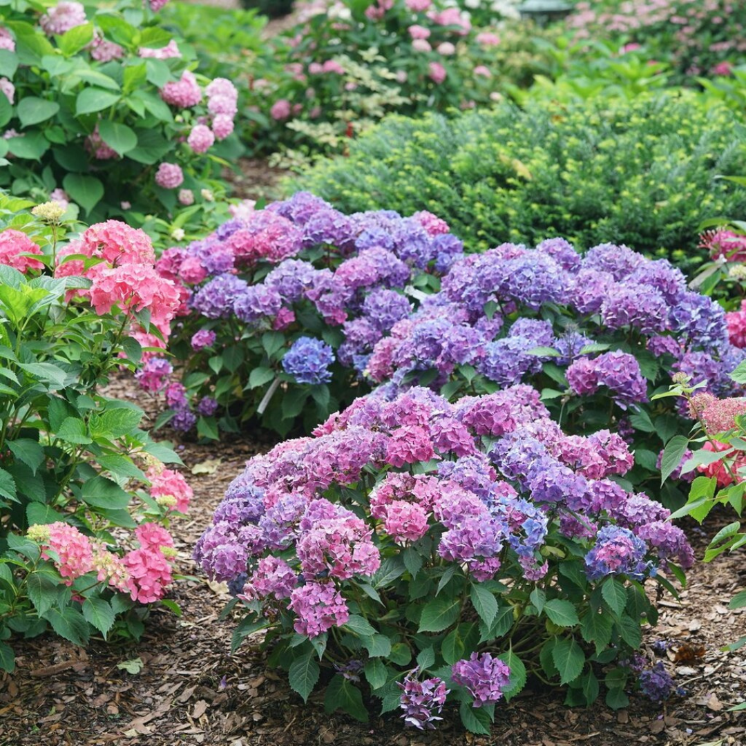Let's Dance Lovable Hydrangea shrub in landscape