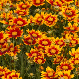 Lil Bang Daybreak Coreopsis