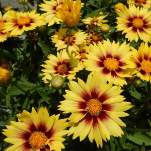 Lil Bang Enchanted Eve Coreopsis