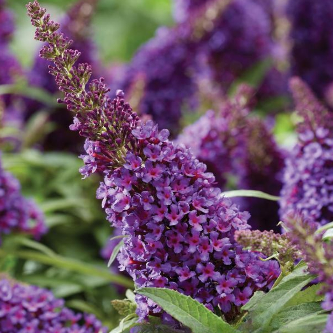 Li'l Grape Butterfly Bush