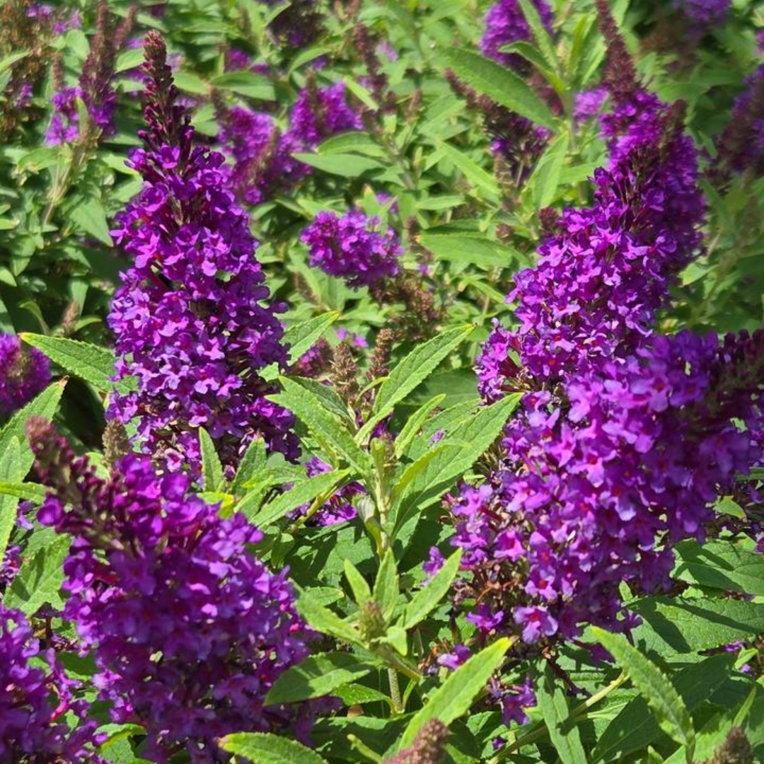 Li'l Grape Butterfly Bush flowers